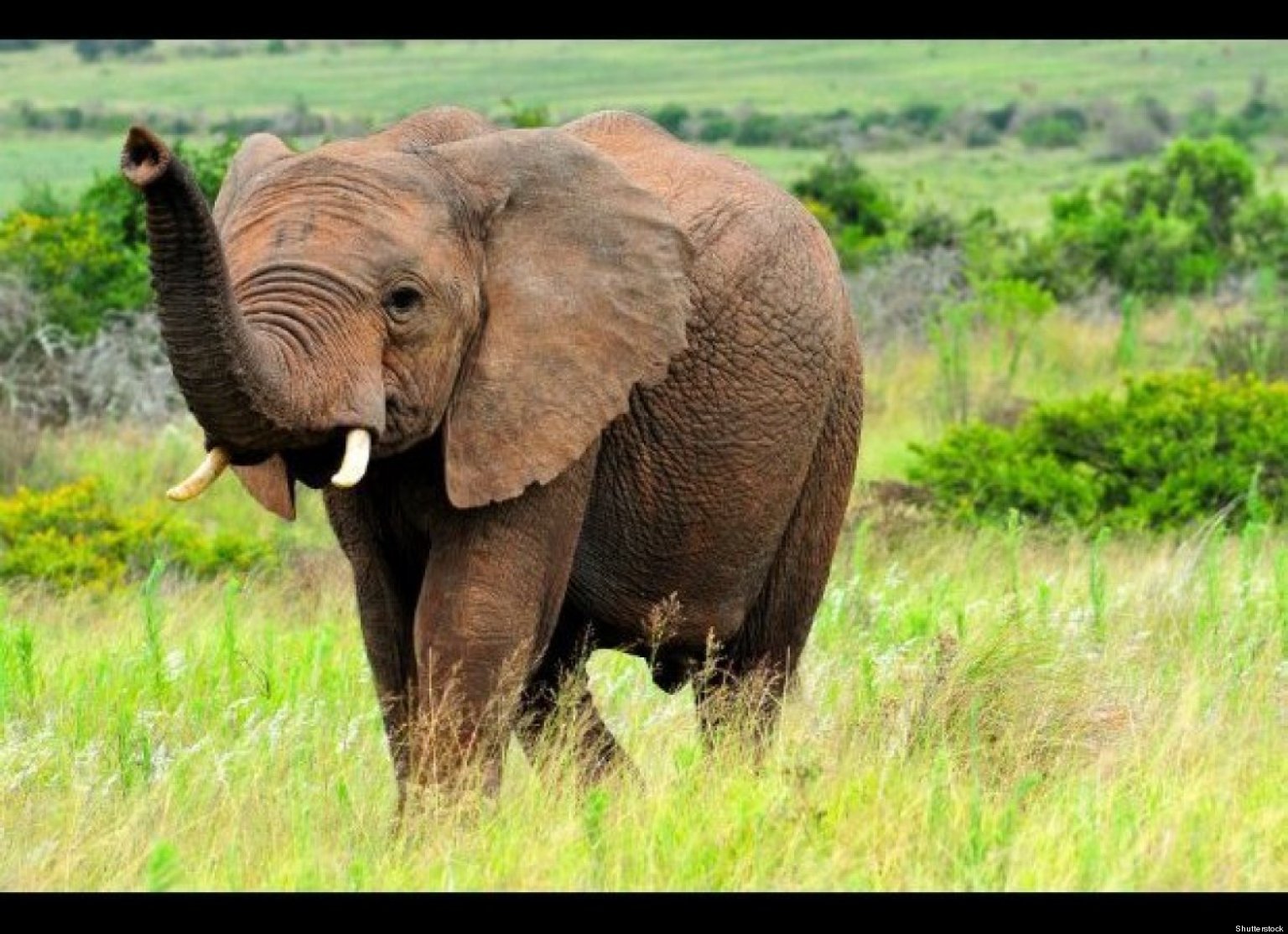 Animals in danger at present. Животные pictures. Энималс животные. Слон на рассвете. Животные Австралии похожи на слона.